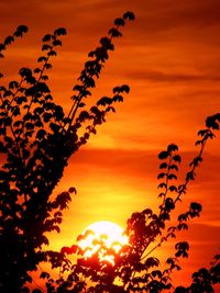 Low angle view of trees against sky at sunset