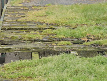 Plants growing on grassy field