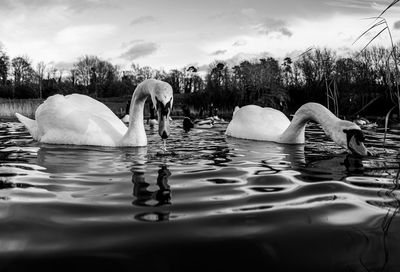 Black and white monochrome mute swan swans pair low-level water side view macro animal background