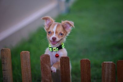 Portrait of dog rearing up on wooden fence