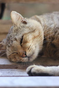 Close-up of cat sleeping