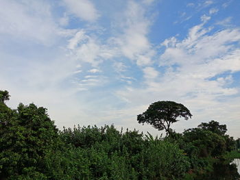 Low angle view of trees against sky