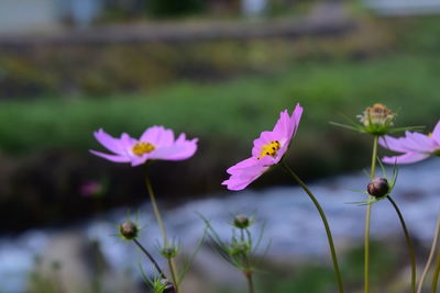 Close-up of purple crocus blooming on field