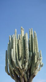 Low angle view of succulent plant against clear blue sky