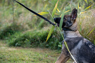 Dog looking away on field