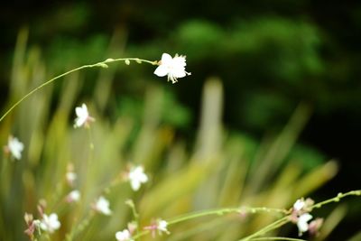 Close-up of white flowers blooming outdoors