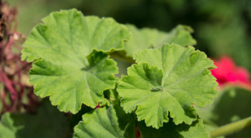 Close-up of green leaves on plant
