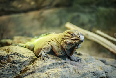 Close-up of lizard on rock