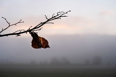 Close-up of dried plant against sky at sunset