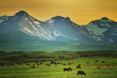 Cows grazing on field against sky 