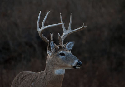 Close-up of deer