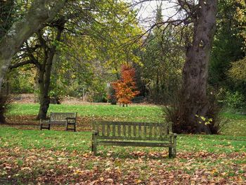 Trees in park