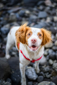 Portrait of dog