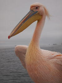 Close-up of a bird