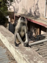 Monkey sitting on wood against wall