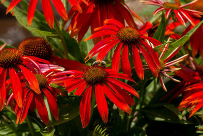 Close-up of red coneflowers blooming outdoors