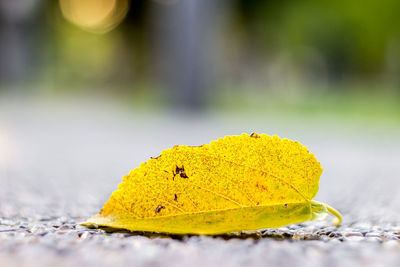 Close-up of leaves on ground