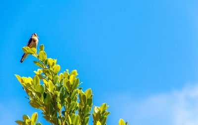 Low angle view of sunflower against clear blue sky