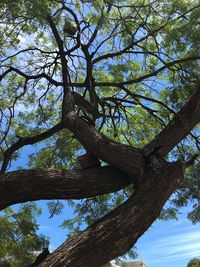 Low angle view of tree trunk against sky