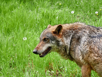 A wolf, canis lupus, in a meadow with grass in the mountains near the town of riópar, spain 