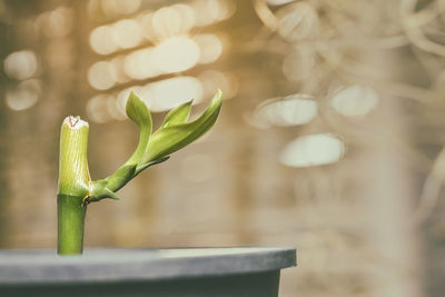 Close-up of fresh green plant