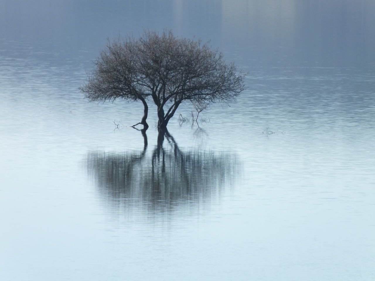 BARE TREE ON LANDSCAPE