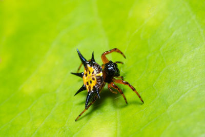 Close-up of insect on leaf