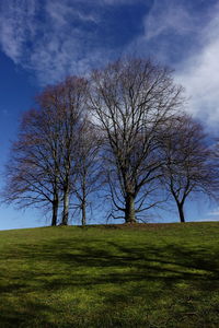 Bare tree on field against sky