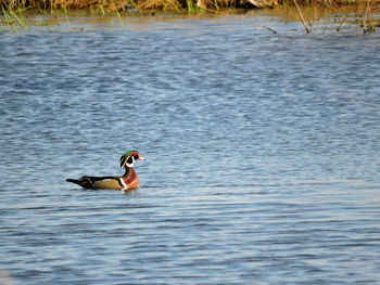 Duck swimming in lake