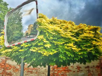 Trees against cloudy sky