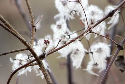 Close-up of white flowering plant