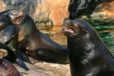 Sealions shouting at each other whilst sitting on rocks