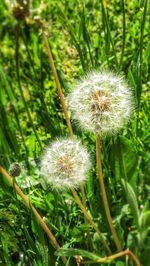 Close-up of dandelion