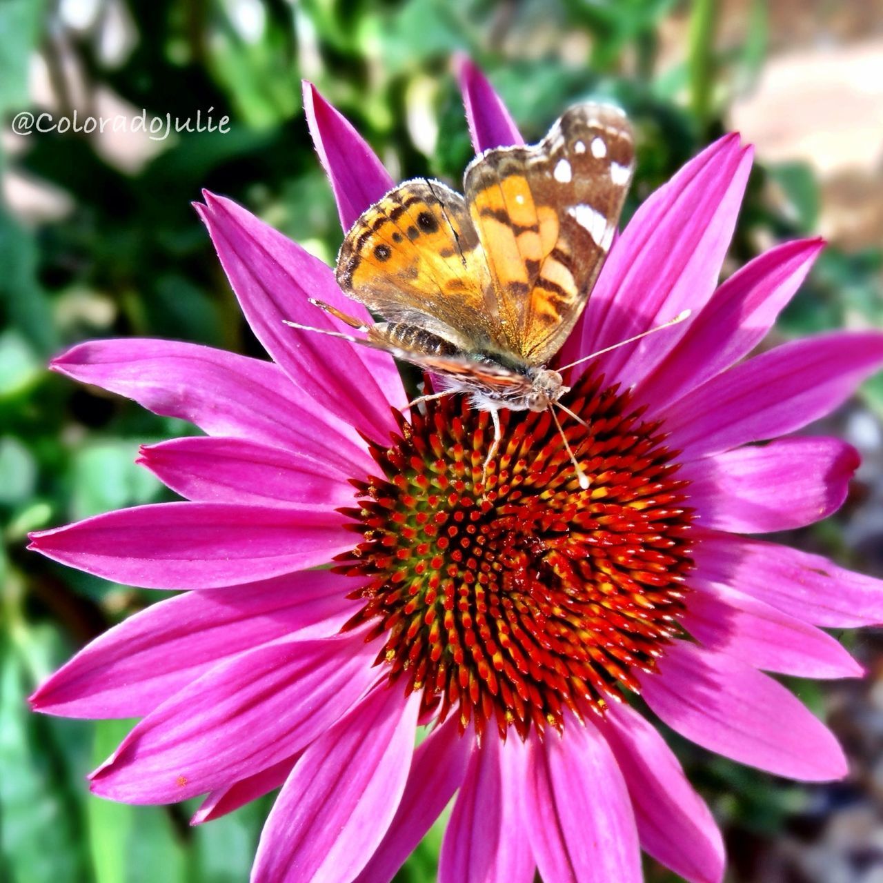 flower, animal themes, one animal, animals in the wild, insect, wildlife, petal, pollination, freshness, fragility, flower head, close-up, beauty in nature, focus on foreground, symbiotic relationship, pink color, nature, growth, pollen, bee