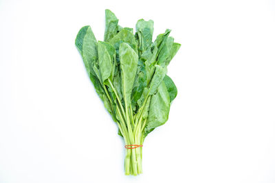 Close-up of green leaf against white background