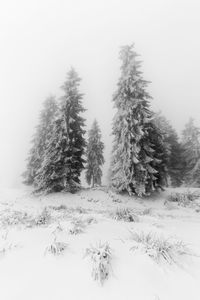 Pine trees on snow covered field against sky