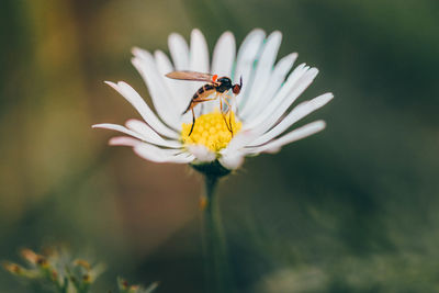 Close-up of insect pollinating on flower