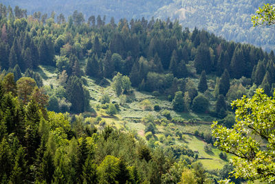 High angle view of pine trees in forest
