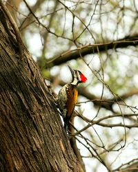 Low angle view of bird perching on tree