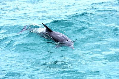 View of dolphin swimming in sea