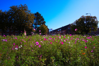 Pink flowering plants and trees on field against sky