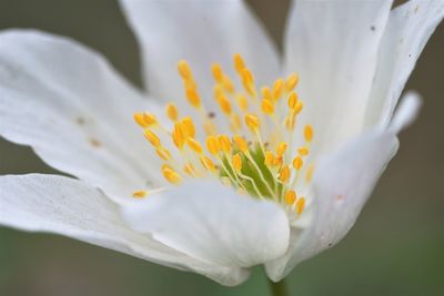 Close-up of white crocus flower