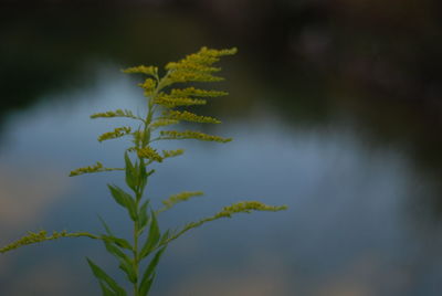 Close-up of plant against sky