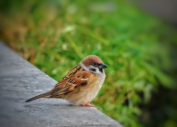 Close-up of bird