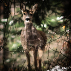 Cat in forest