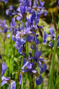 Close-up of purple iris