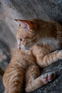 High angle view of cat resting