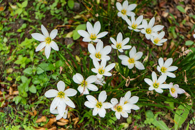 High angle view of white flowering plants on field