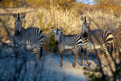 Zebras in a zebra