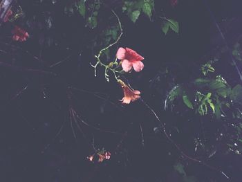 Close-up of pink flowers